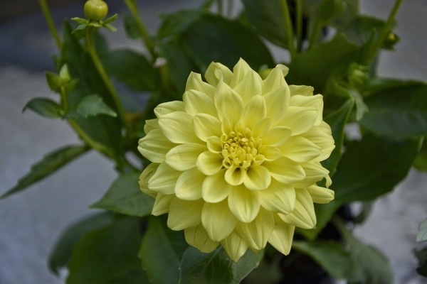 fotografija galerije dahlia