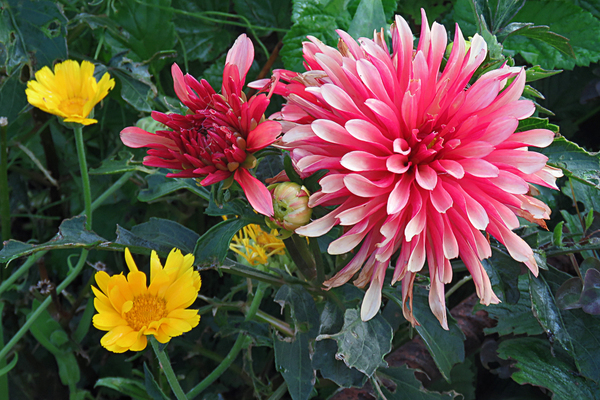 dahlia galery varieties