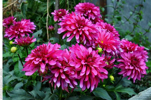 dahlia galery