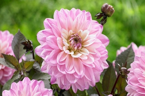 dahlia gallery photo