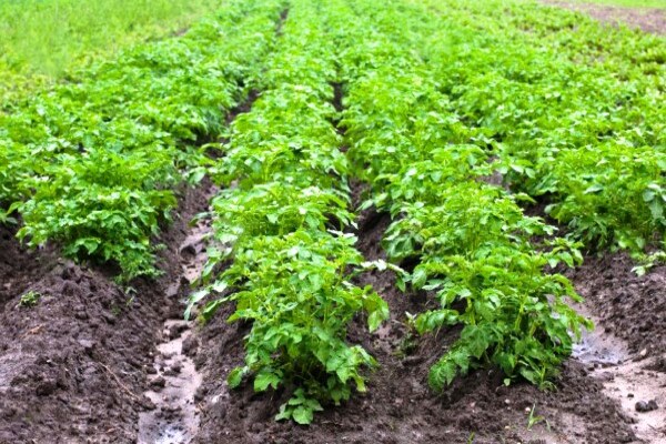 titus herbicide instructions for potatoes