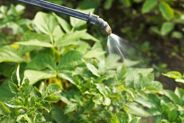 Potato herbicides