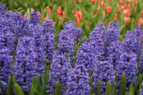 hyacinth