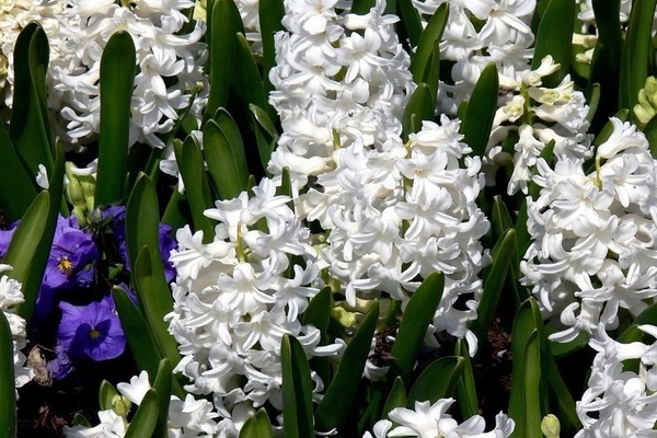 pangangalaga ng hyacinth