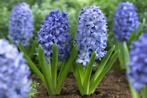 hyacinths planting