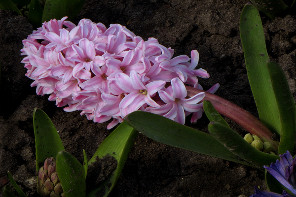 pangangalaga sa labas ng hyacinth