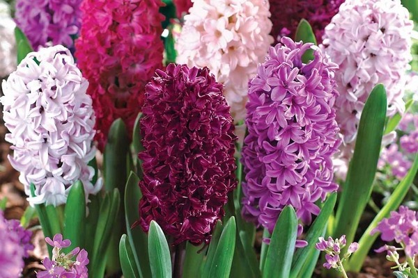 larawan ng hyacinth