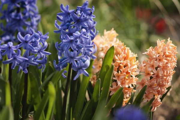 Hyacinth care