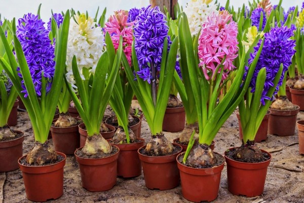 hyacinths pagtatanim at pangangalaga sa bukas na bukid