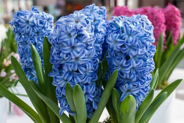 hyacinth photo and care