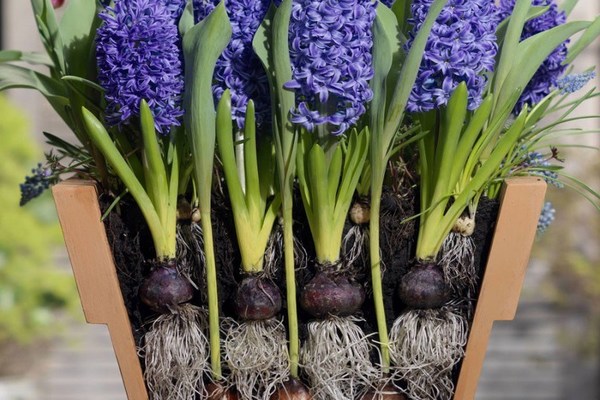 hyacinth home care after flowering