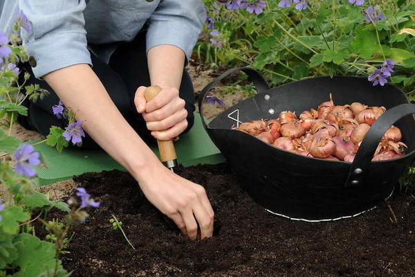 Gladioli landing