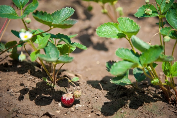 replanting strawberry bushes