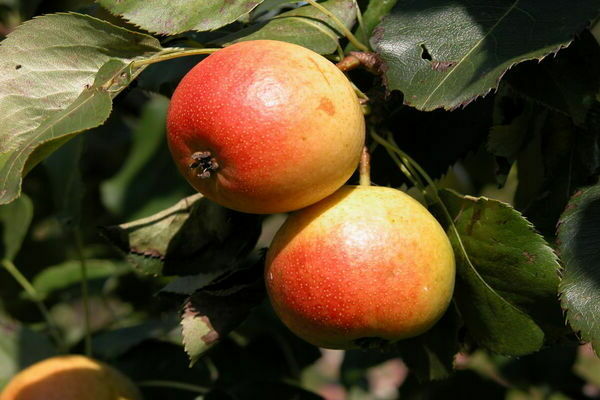 variété de poire Poucette