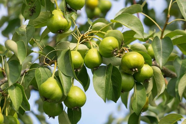 pear variety williams