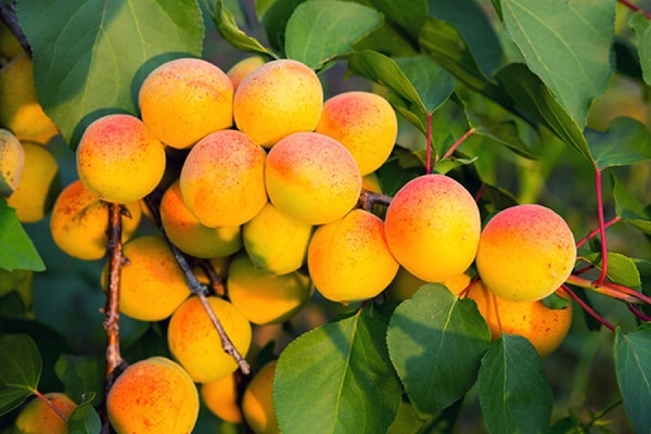 apricots