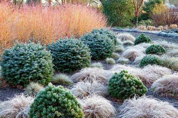 Coniferous plants