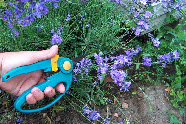 Pruning lavender na mga bulaklak.