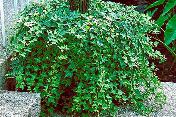 Gemeinsamer Efeugarten, Pflege von Jungpflanzen