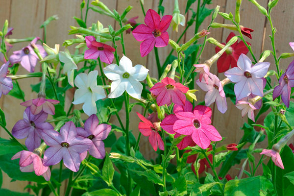 scented tobacco