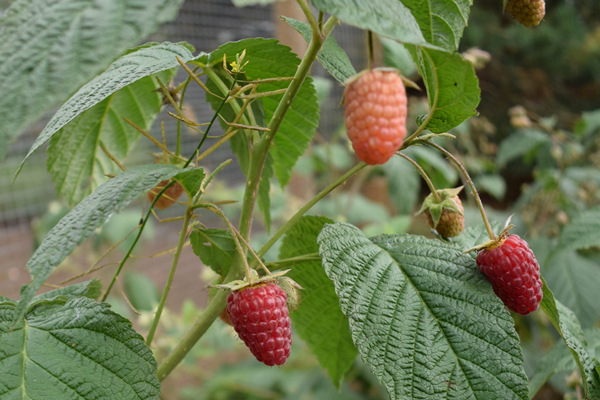 Inayos ang raspberry Atlant