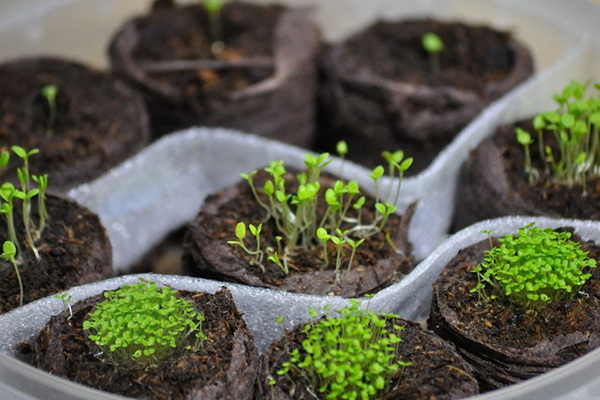 Petunia seedling cultivation and plant care