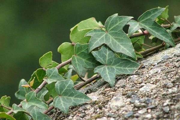 Planting garden ivy