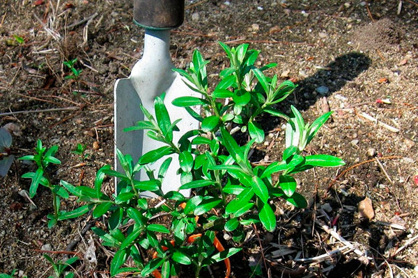 Mga panuntunan sa pagtatanim ng sea buckthorn