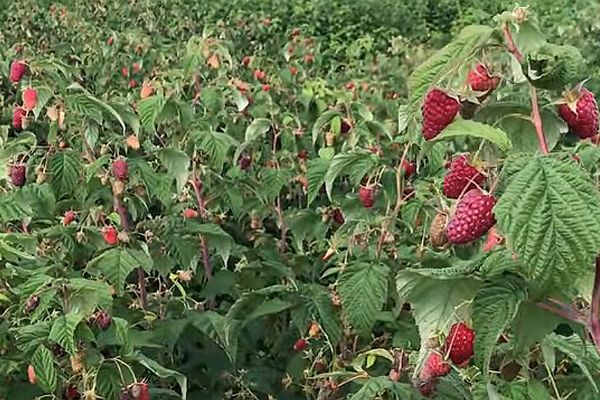 Pagtatanim at pangangalaga ng raspberry atlant