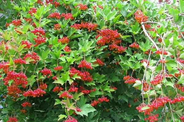 Tamang pagtatanim ng viburnum