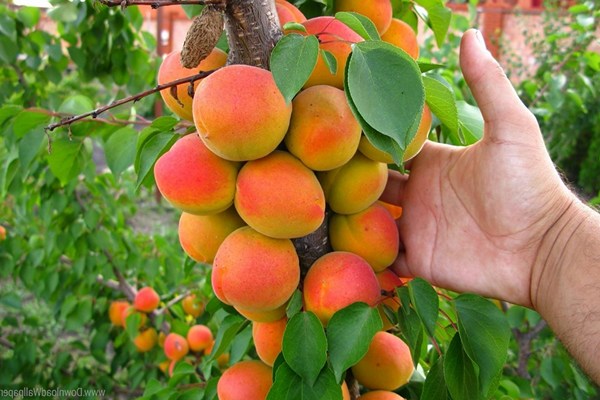 Planting apricots in the greenhouse