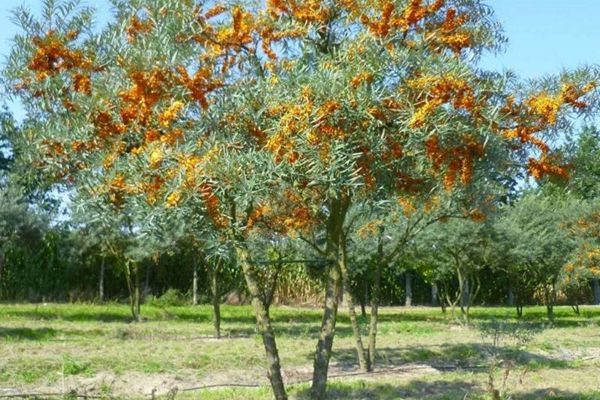 Mga kundisyon para sa pagtatanim at pag-aalaga ng sea buckthorn