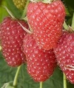 Inayos ang raspberry Atlant