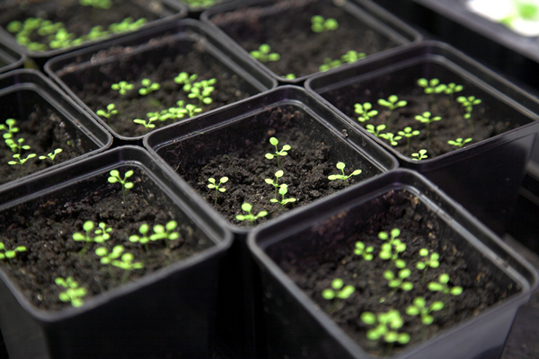 Planting petunias in containers