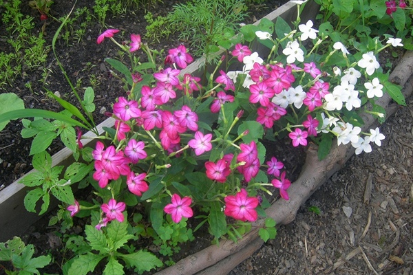 How scented tobacco blooms