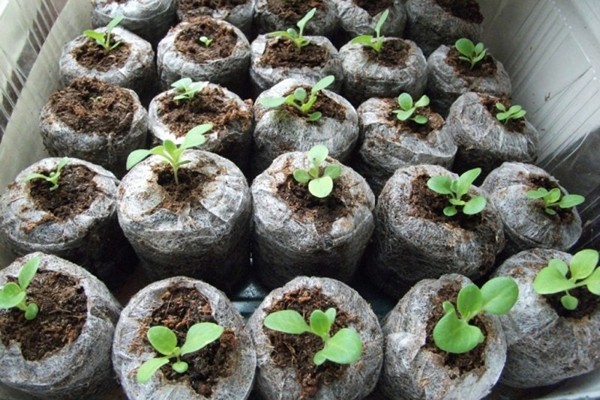 Planting petunias in tablets