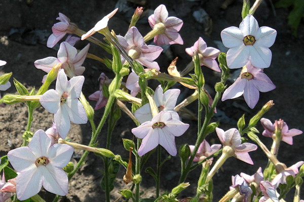 Caring for scented tobacco