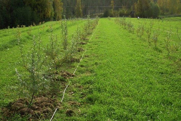 Best time to plant sea buckthorn