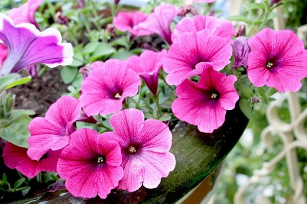 Petunia growing conditions