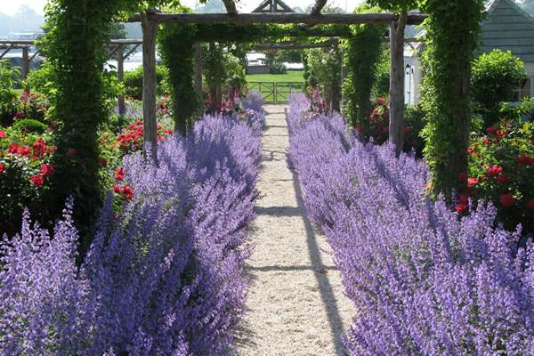 Ang pagtatanim ng lavender at pag-aalaga nito sa bansa