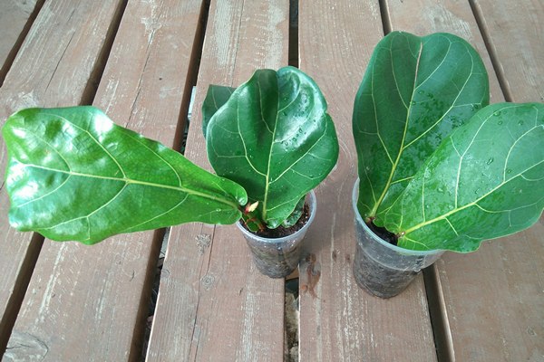 Reproduction methods Lyre ficus