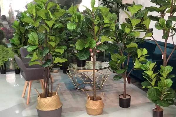 Lyre ficus - home care