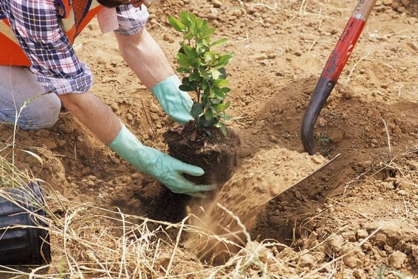 Wie man einen Baum verpflanzt