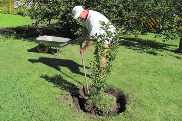 when can trees be replanted