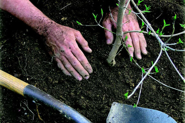 Wie man einen Baum richtig umpflanzt