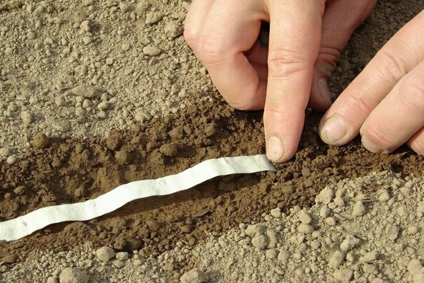 How to plant carrots