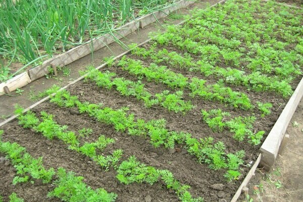 how to plant carrots