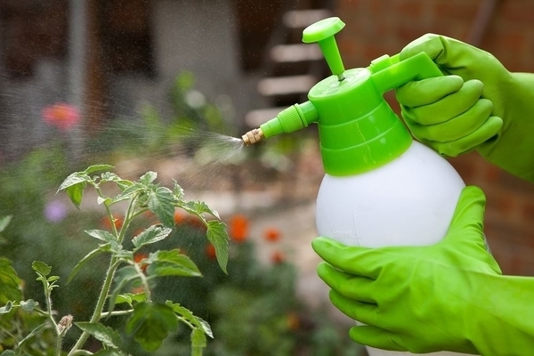 feeding tomatoes after planting in a greenhouse