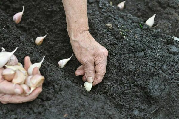 How to grow garlic