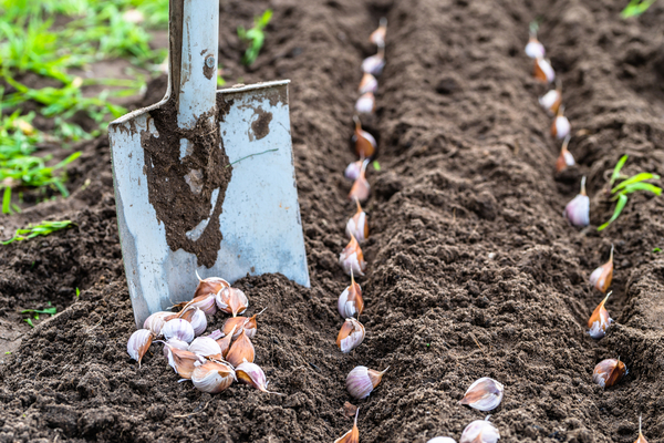 how to grow garlic outdoors